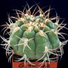 Gymnocalycium_zeggarae_1